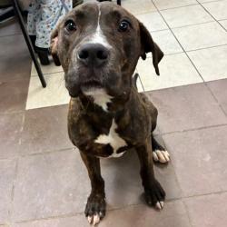 Shelter Stray Male Dog last seen , Columbus, GA 31907