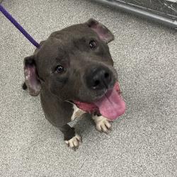 Shelter Stray Male Dog last seen , Matteson, IL 60443
