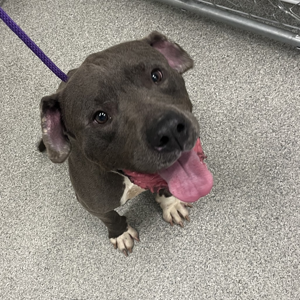 Shelter Stray Male Dog last seen , Matteson, IL 60443