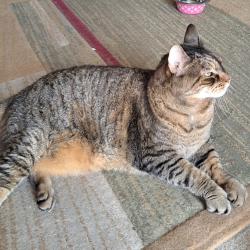 Shelter Stray Male Cat last seen , Philadelphia, PA 19140