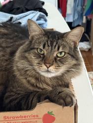 Reunited Male Cat last seen Chedworth and Camborne, Charlotte, NC 28210