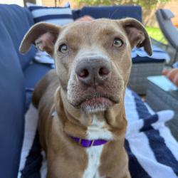 Shelter Stray Female Dog last seen , Los Angeles, CA 90018