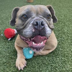 Shelter Stray Female Dog last seen , Los Angeles, CA 90018