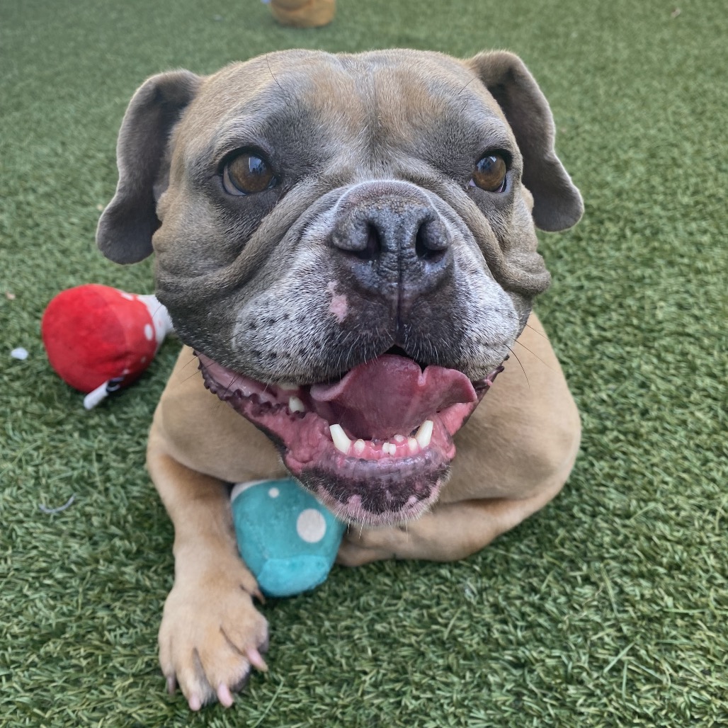 Shelter Stray Female Dog last seen , Los Angeles, CA 90018
