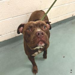 Shelter Stray Male Dog last seen , Memphis, TN 38133