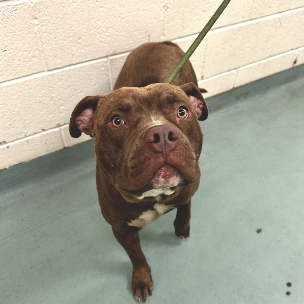 Shelter Stray Male Dog last seen , Memphis, TN 38133