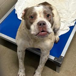 Shelter Stray Female Dog last seen , Red Bank, TN 37415