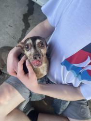 Found/Stray Male Dog last seen Royal coach drive, Oklahoma City, OK 73099