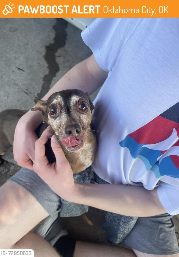 Found/Stray Male Dog last seen Royal coach drive, Oklahoma City, OK 73099