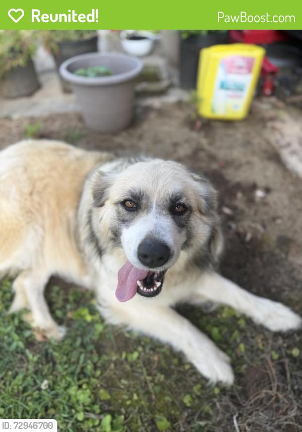 Reunited Female Dog last seen Airport Rd & Pine Grove Trl , Chattanooga, TN 37411