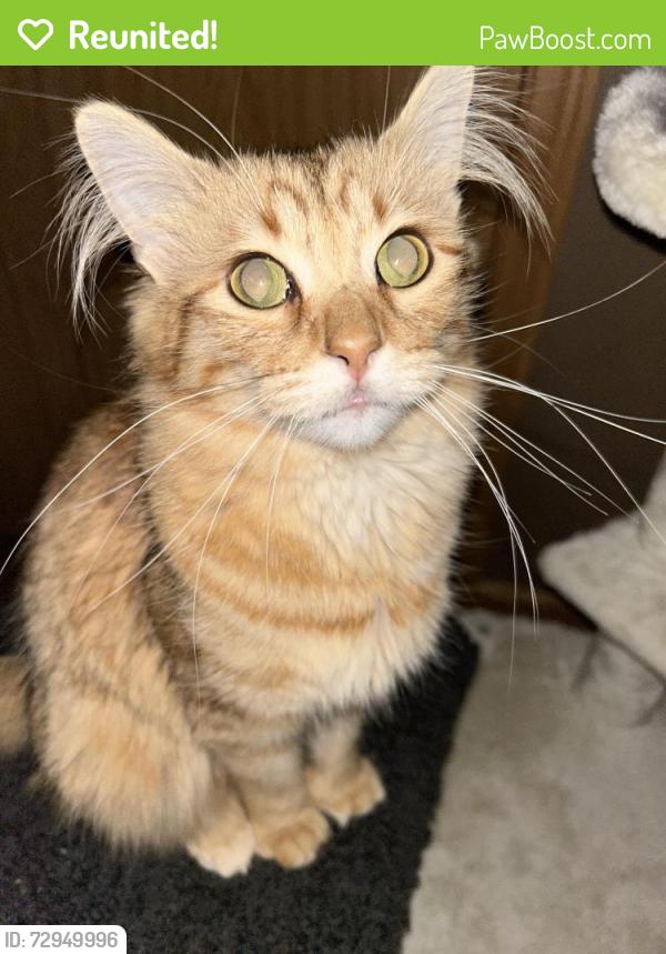 Reunited Female Cat last seen Near 7148 S Hermitage Ave, Chicago, IL 60636