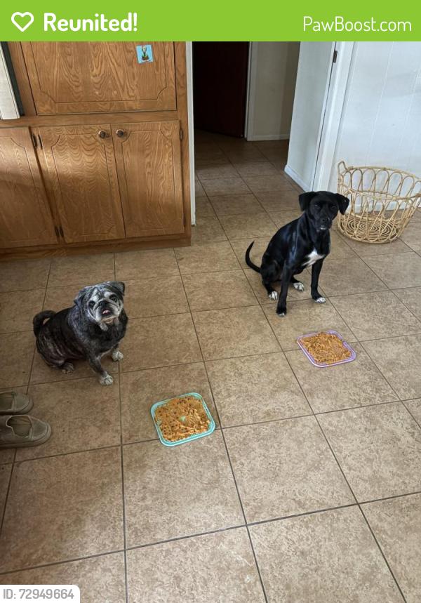 Reunited Male Dog last seen Ramsey, San Antonio, TX 78216