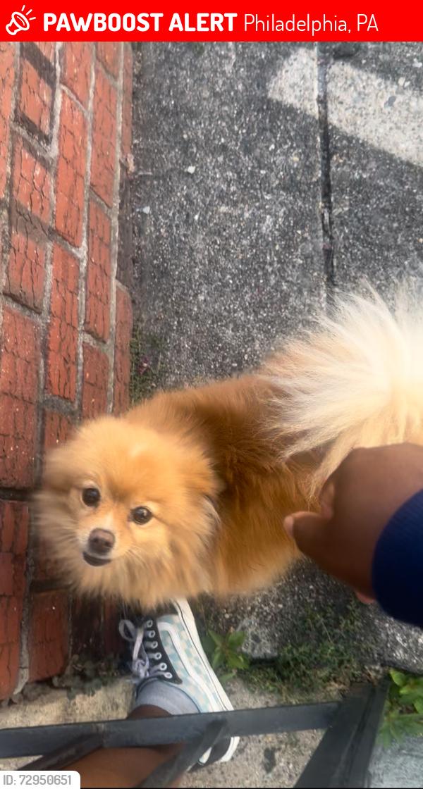 Lost Female Dog last seen Torresdale and Princeton, Philadelphia, PA 19135