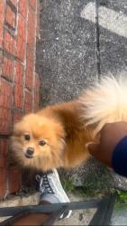 Lost Female Dog last seen Torresdale and Princeton, Philadelphia, PA 19135