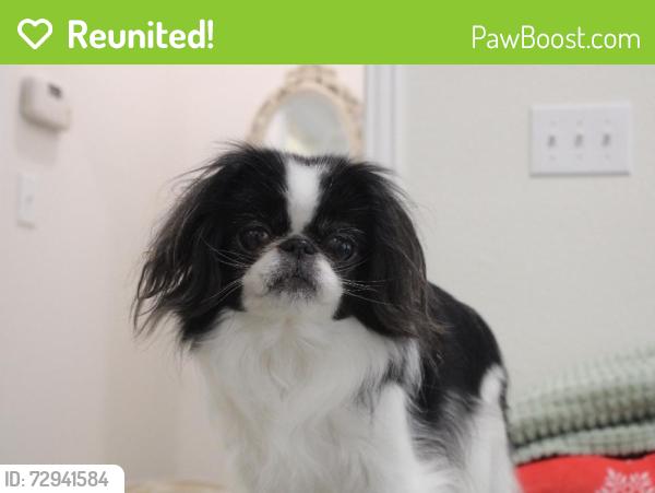 Reunited Female Dog last seen Conflans Rd, Irving, TX 75061, USA, Irving, TX 75061