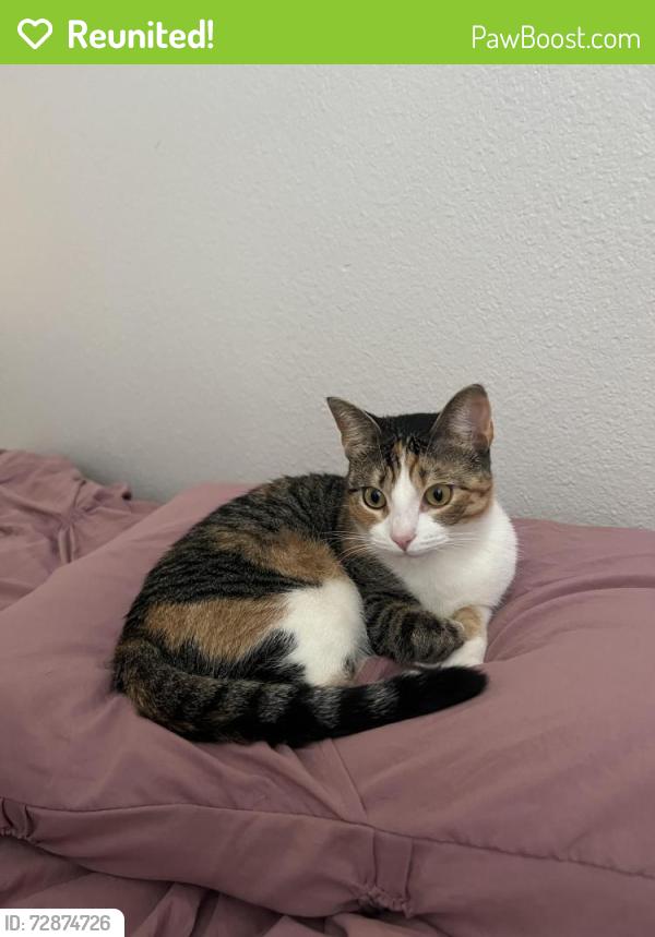 Reunited Female Cat last seen The trees by the railroad track next to Windcrest Towing, Pinehurst, TX 77362