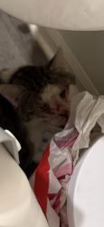 Reunited Male Cat last seen Manhattan, IL 60442, USA, Manhattan, IL 60442