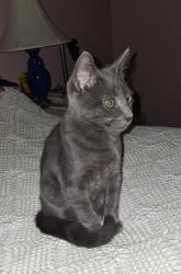 Lost Male Cat last seen East Union between Walnut and Matlack, West Chester, PA 19382