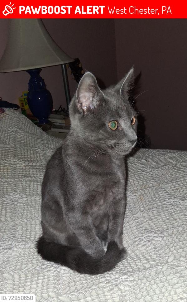 Lost Male Cat last seen East Union between Walnut and Matlack, West Chester, PA 19382
