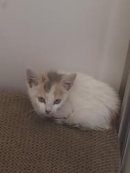 Found/Stray Unknown Cat last seen Elk Grove Florin rd and Casselman ave., Sacramento, CA 95829
