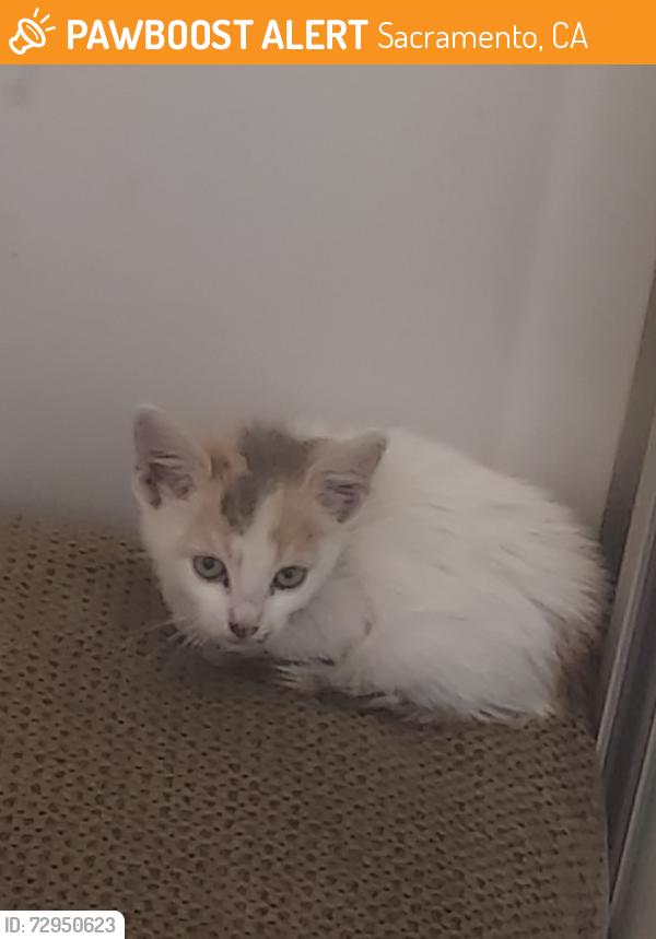 Found/Stray Unknown Cat last seen Elk Grove Florin rd and Casselman ave., Sacramento, CA 95829