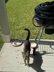 Found/Stray Male Cat last seen Luke Darrell and and Gavin Walker intersection in Charleston Heights subdivision in Rosharon, TX, Arcola, TX 77583
