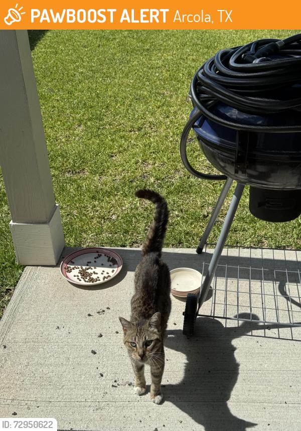 Found/Stray Male Cat last seen Luke Darrell and and Gavin Walker intersection in Charleston Heights subdivision in Rosharon, TX, Arcola, TX 77583