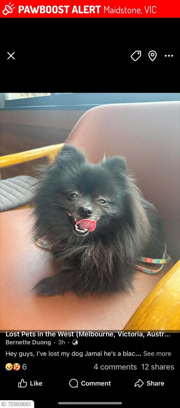 Lost Male Dog last seen Duong, Maidstone, VIC 3012