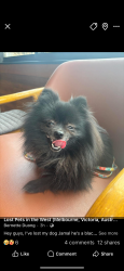 Lost Male Dog last seen Duong, Maidstone, VIC 3012