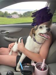 Reunited Female Dog last seen Poplar springs road, Greene County, TN 37743