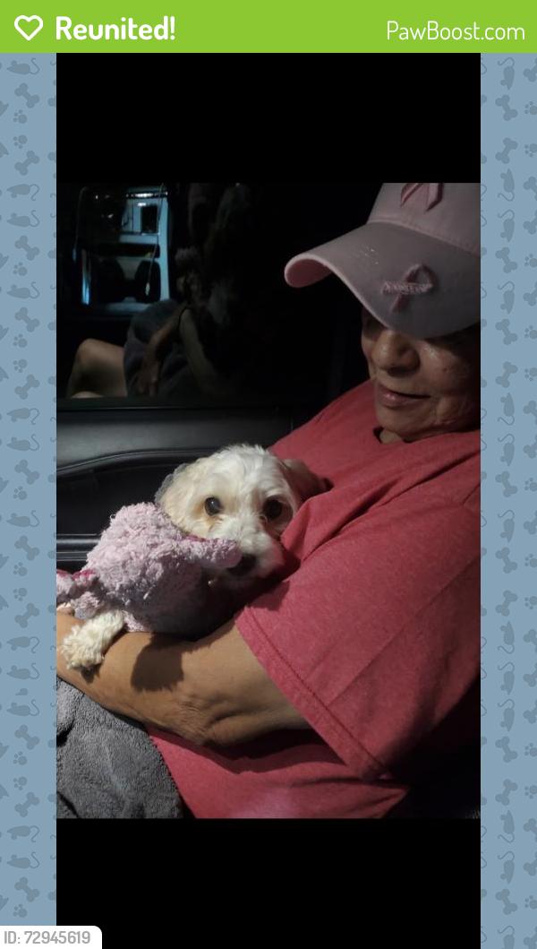 Reunited Female Dog last seen Crazy Trailer World, Whitesboro, TX 76273