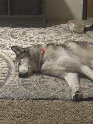 Reunited Female Dog last seen Emagine , Lakeville, MN 55044