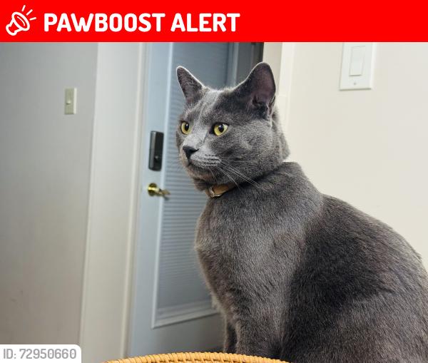 Lost Male Cat last seen Brentwood Park, Sherwood Park, AB T8A