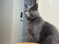 Lost Male Cat last seen Brentwood Park, Sherwood Park, AB T8A