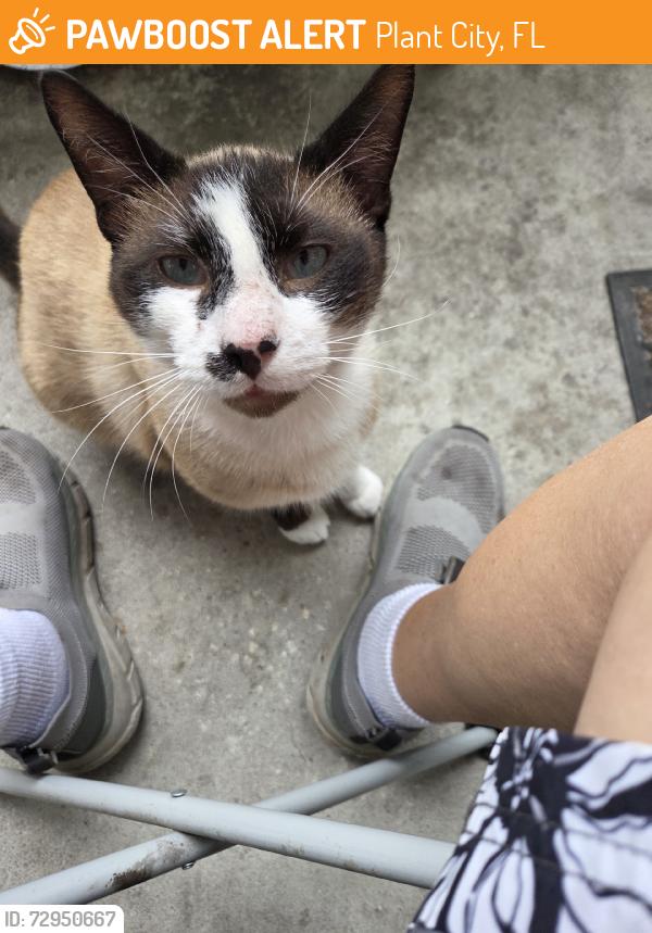 Found/Stray Male Cat last seen Parkwood ests, Plant City, FL 33566