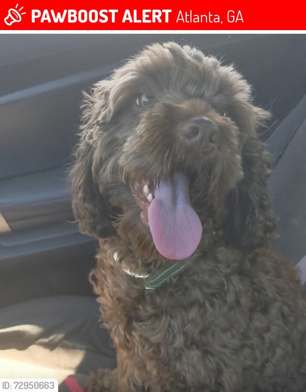 Lost Female Dog last seen King memorial station , Atlanta, GA 30312