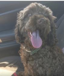 Lost Female Dog last seen King memorial station , Atlanta, GA 30312