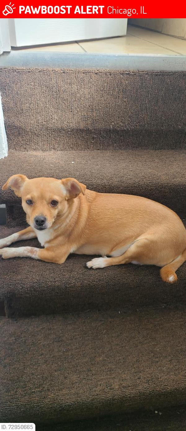 Lost Female Dog last seen Near troy, Chicago, IL 60632