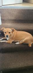 Lost Female Dog last seen Near troy, Chicago, IL 60632