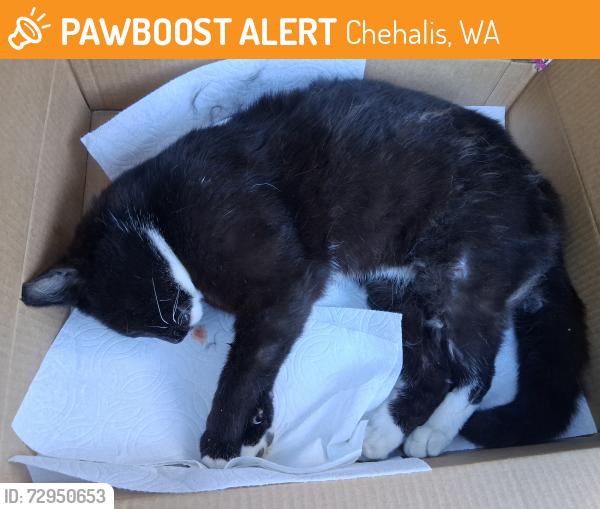 Found/Stray Unknown Cat last seen Near US Hwy 12, Chehalis, WA, Chehalis, WA 98532