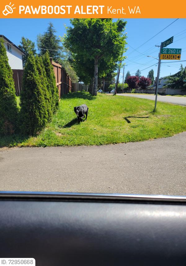 Found/Stray Unknown Dog last seen Near ave se, Kent, WA 98042