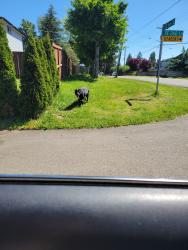 Found/Stray Unknown Dog last seen Near ave se, Kent, WA 98042