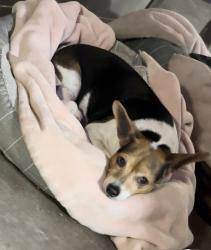 Reunited Male Dog last seen San Mateo & Kathryn area  Albuquerque NM , Albuquerque, NM 87108