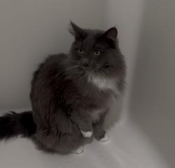 Reunited Male Cat last seen 2nd Ave NW and 137th St NW, Seattle, WA 98177