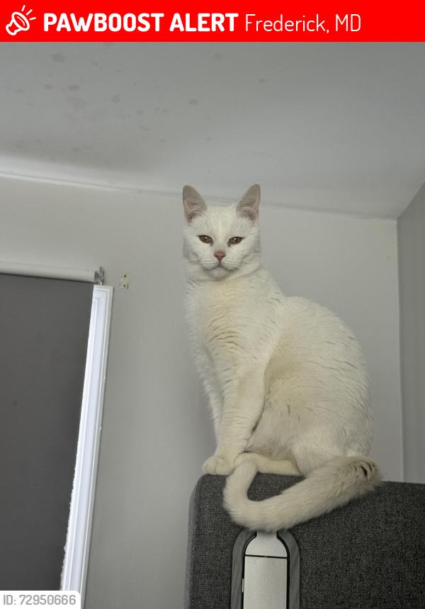 Lost Female Cat last seen AKA Frisco Restaurany , Frederick, MD 21703
