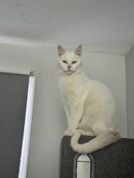 Lost Female Cat last seen AKA Frisco Restaurany , Frederick, MD 21703