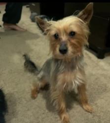 Lost Male Dog last seen Ridgebury &Belwood, Mayfield Heights, OH 44124