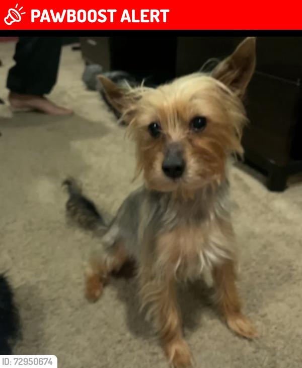 Lost Male Dog last seen Ridgebury &Belwood, Mayfield Heights, OH 44124