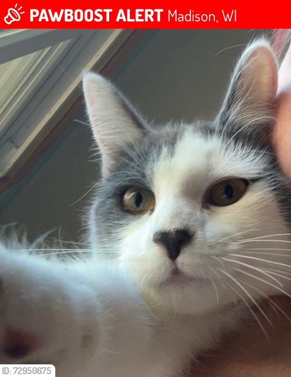 Lost Female Cat last seen Windigo, Madison, WI 53711
