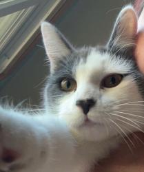 Lost Female Cat last seen Windigo , Madison, WI 53711